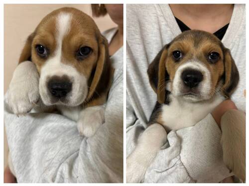 ビーグル 犬の販売・譲渡 2325 元気いっぱいの子犬達