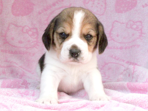 ビーグル 犬の販売・譲渡 2326 ご家族が決定しました。ありがとうございました。