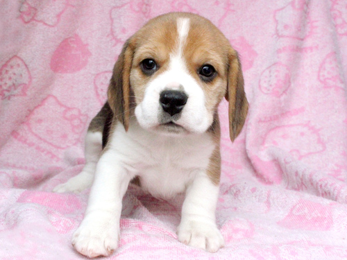 ビーグル 犬の販売・譲渡 2327 ご家族決定!ありがとうございました。