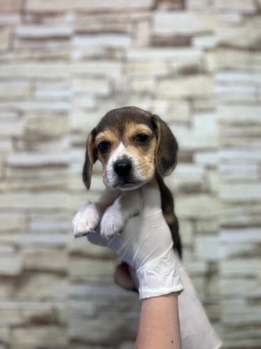 ビーグル 犬の販売・譲渡 2328 ブラックタン&ホワイトの男の子!