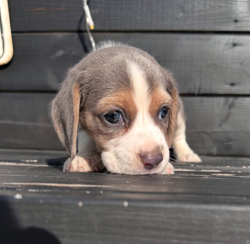 ビーグル 犬の販売・譲渡 2332 超希少ブルータンホワイト