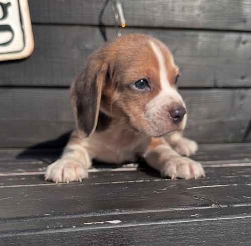 ビーグル 犬の販売・譲渡 2333 超希少ブルータンホワイトオス