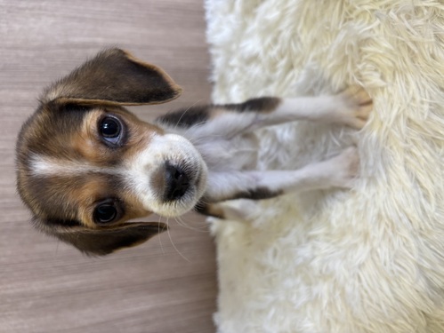ビーグル 犬の販売・譲渡 2334 ブラックタン&ホワイト 男の子