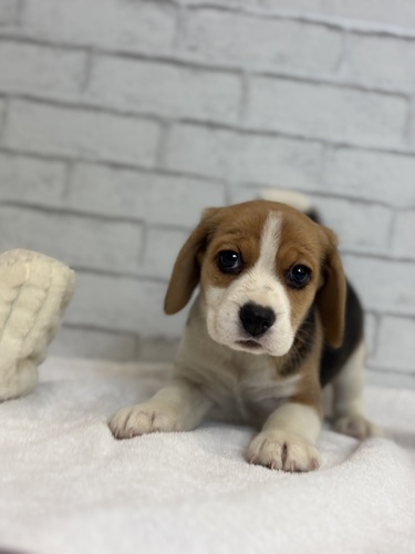 ビーグル 犬の販売・譲渡 2335 ブラックホワイト&タン3201