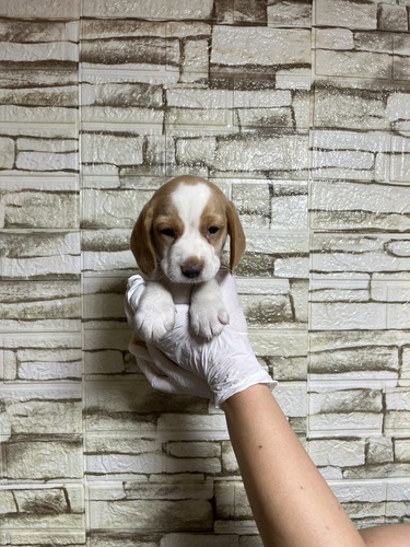 ビーグル 犬の販売・譲渡 2336 レモン&ホワイト 女の子