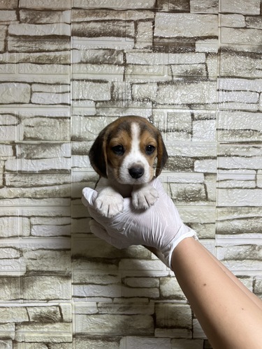 ビーグル 犬の販売・譲渡 2337 ブラックタン&ホワイト女の子