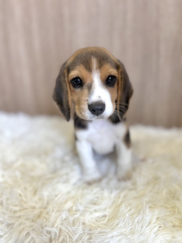 ビーグル 犬の販売・譲渡 2338 ブラックタン&ホワイト女の子