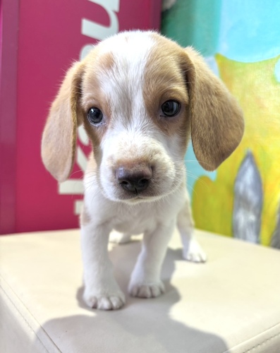 ビーグル  犬の販売・譲渡 2340 レモン&ホワイト 男の子