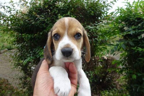 ビーグル  犬の販売・譲渡 2341 ビーグルのブラックタン&ホワイトです