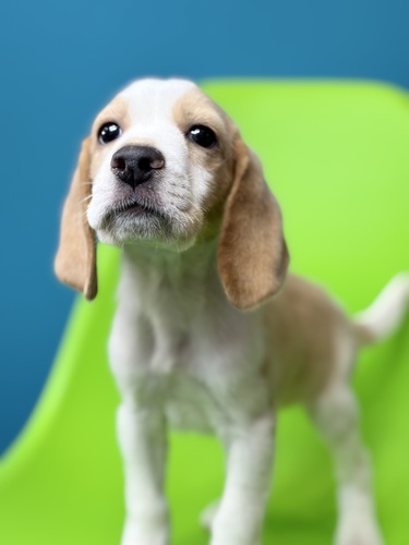 r[O  ̔̔En 2343 &zCg3536