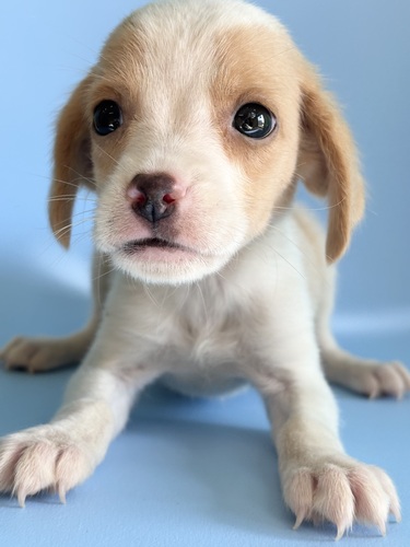 �r�[�O��  ���̔̔��E���n 2345 ������&�z���C�g5181