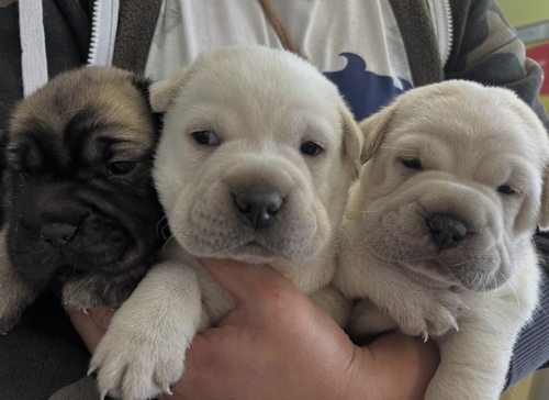 シャー・ペイ 犬の販売・譲渡 114 しわしわ兄妹