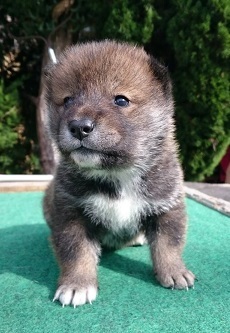 出雲矢野荘系統のメス仔犬です。 犬の販売 125