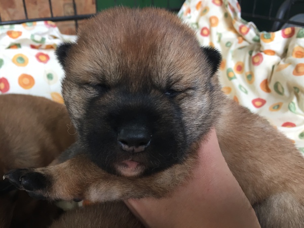 残りオス1頭となりました。 犬の販売 145