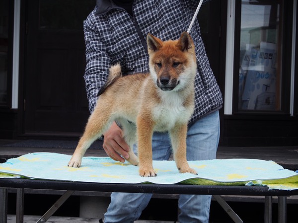 新しい飼い主さん決定致しました! 犬の販売 155