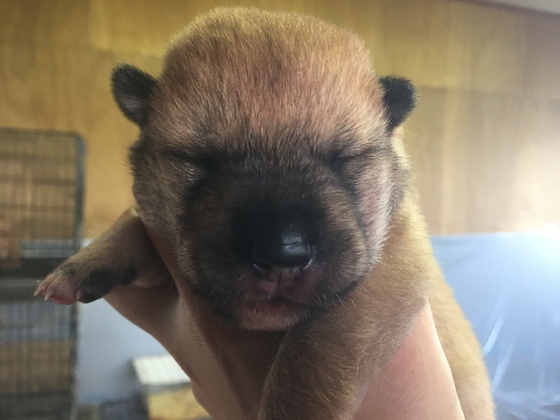 血統優秀な赤胡麻5頭です。残りオス2頭、メス1頭。 犬の販売 157