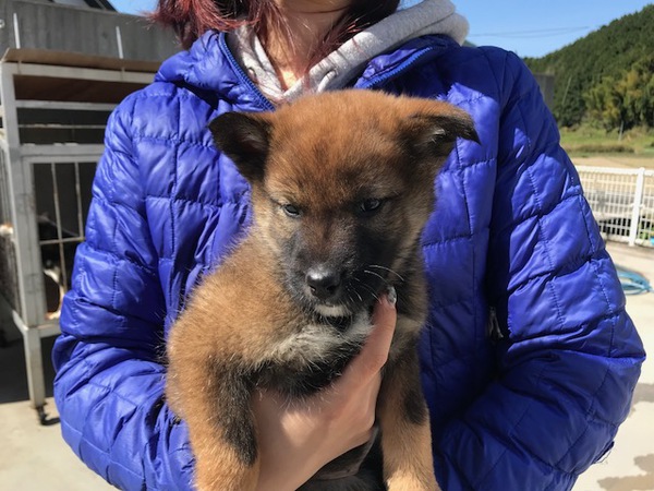 ありがとうございました! 犬の販売 179