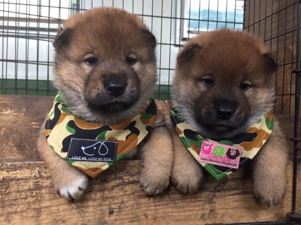 飼い主様全て決まりました。 犬の販売 193