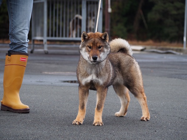 ありがとうございました No 195 四国犬 子犬販売 犬の出産情報 Dogoo Com