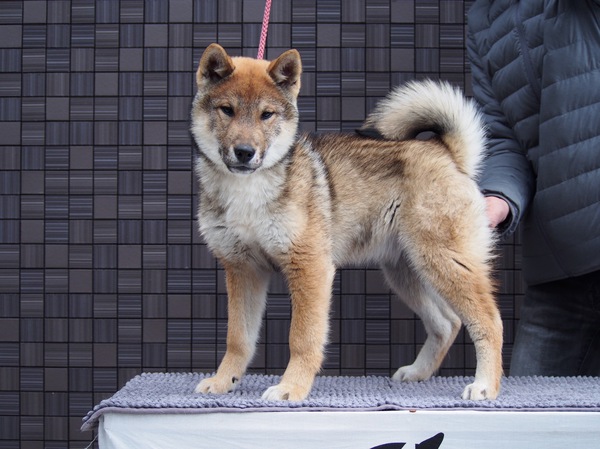 ありがとうございました! 犬の販売 196