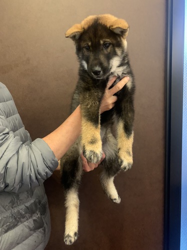 新しい飼い主さん決定致しました! 犬の販売 198