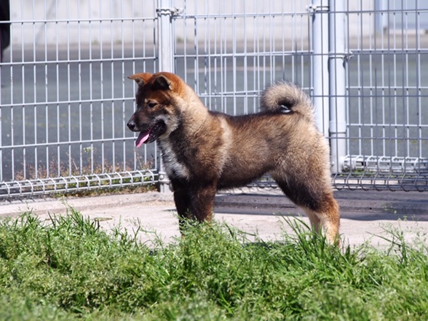 新しい飼い主様決定致しました! 犬の販売 199