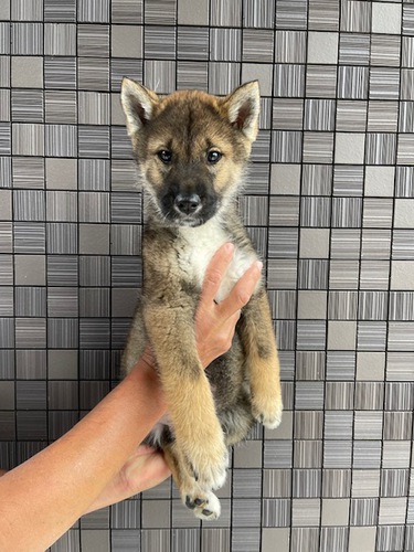 SOLD OUT 犬の販売 204