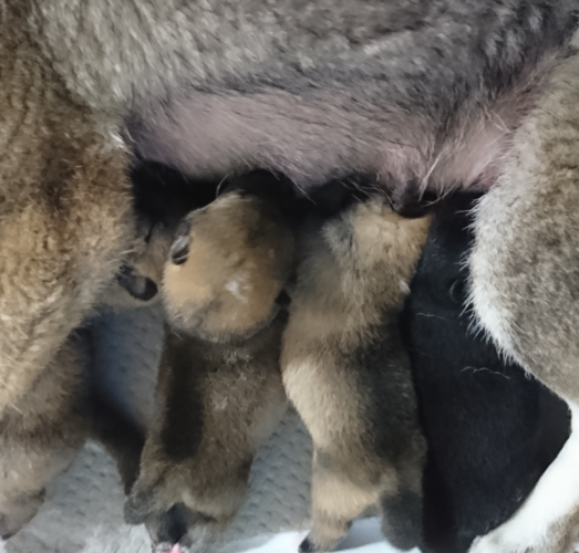 【受付終了】四国犬4兄妹産まれました 犬の販売 206