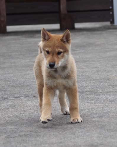 SOLD OUT 犬の販売 212