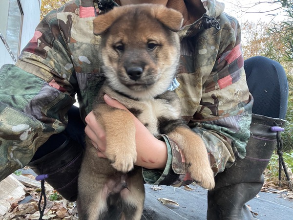 とても良い飼い主様に決まりました。 犬の販売 215