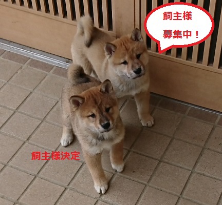 sold out 犬の販売 216