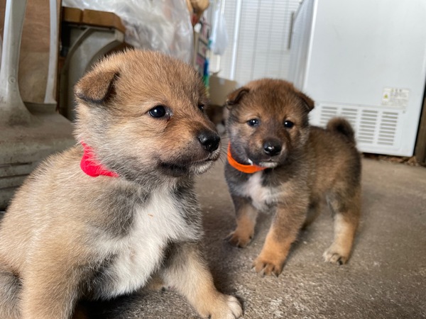 人懐っこい四国犬の子犬の飼い主様募集中 犬の販売 217