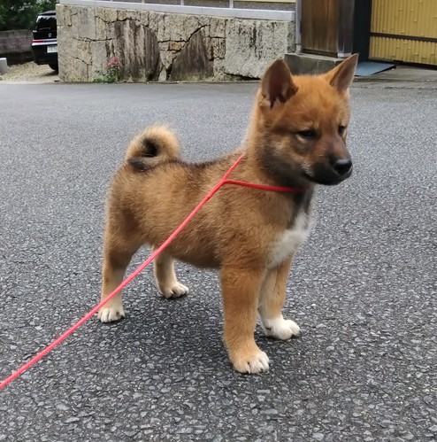 終了 犬の販売 220