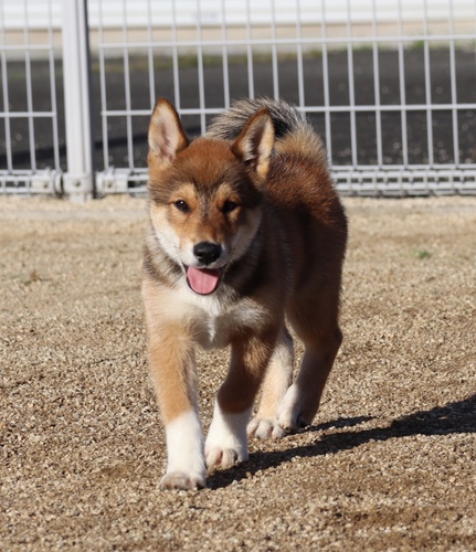 SOLD OUT 犬の販売 222
