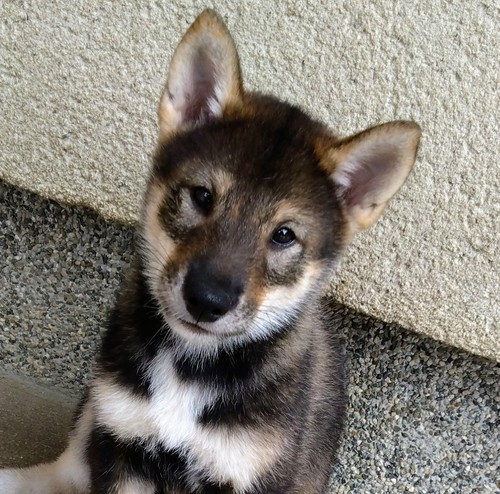 【成約済】黒胡麻 明るく素直な女の子です 犬の販売 223