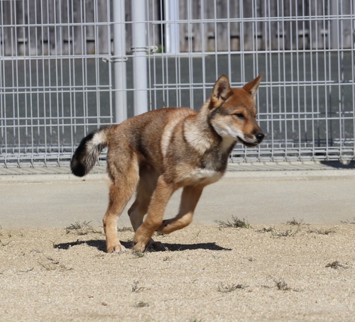 四国犬 犬の販売・譲渡 224 SOLD OUT