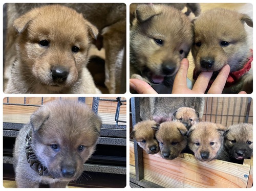 四国犬 犬の販売・譲渡 227 全て飼い主様決まりました。