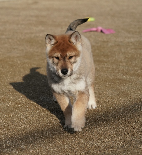 四国犬 犬の販売・譲渡 228 SOLD OUT