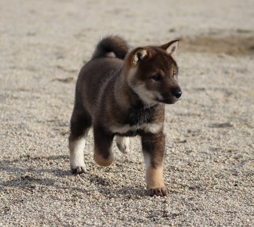 四国犬 犬の販売・譲渡 236 SOLD OUT