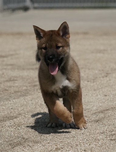 四国犬 犬の販売・譲渡 237 SOLD OUT