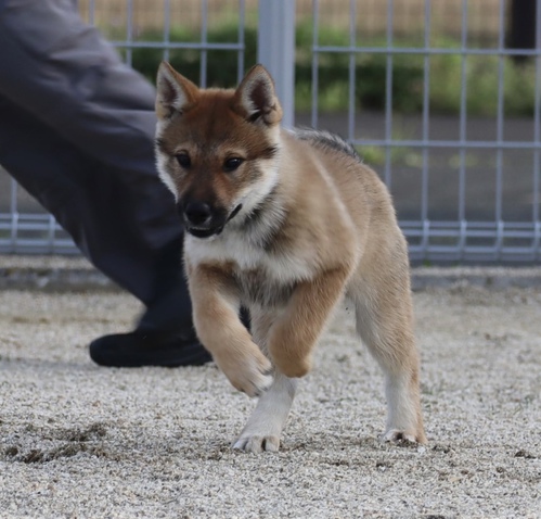 四国犬 犬の販売・譲渡 238 SOLD OUT