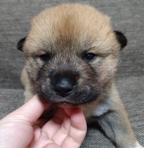 四国犬 犬の販売・譲渡 239 4月2日誕生 赤胡麻の雄