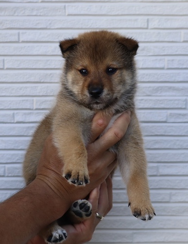 四国犬 犬の販売・譲渡 243 SOLD OUT
