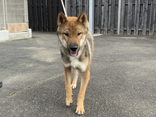 四国犬 犬の販売・譲渡 244 SOLD OUT