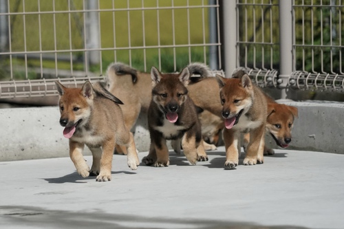四国犬 犬の販売・譲渡 245 SOLD OUT