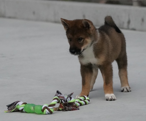 四国犬 犬の販売・譲渡 246 SOLD OUT