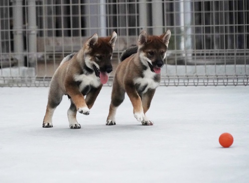 四国犬 犬の販売・譲渡 247 SOLD OUT