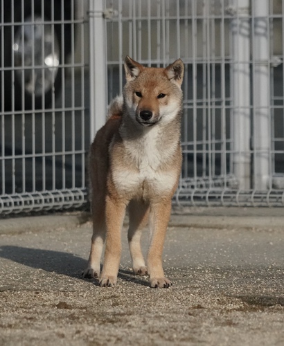 四国犬 犬の販売・譲渡 251 SOLD OUT
