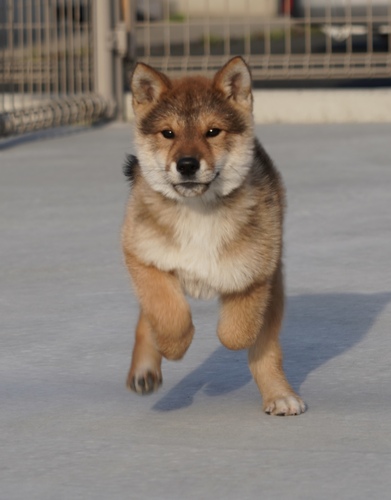 四国犬 犬の販売・譲渡 254 SOLD OUT