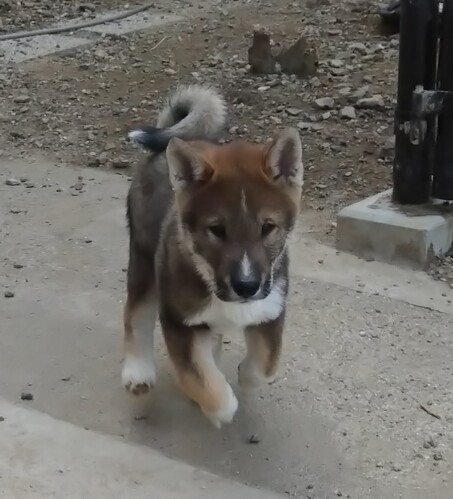 四国犬 犬の販売・譲渡 255 売約済み